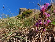 29 Gentianella anisodonta (Genzianella anisodonta) con cima del Corno Zuccone